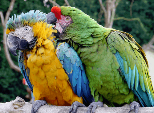 perroquet avec partenaire